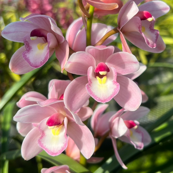 生花】石田蘭園テーブルシンビ おまかせピンク系 M(40-50cm)【早