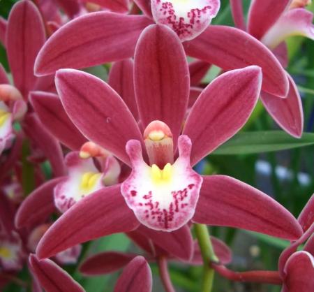 【生花】テーブルシンビ　赤系(M40-50cm)【早締切-71】石田蘭園