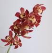 【生花】M 40-50cm　 赤-えんじ系　石田蘭園テーブルシンビ【早締切-71】※届日11/24以降