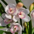 【生花】M 40-50cm　白系　石田蘭園テーブルシンビ【早締切-71】※届日11/24以降