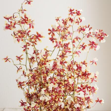 【08直前】輸入オンシジューム　シャーリーベイビーレッド　L60cm