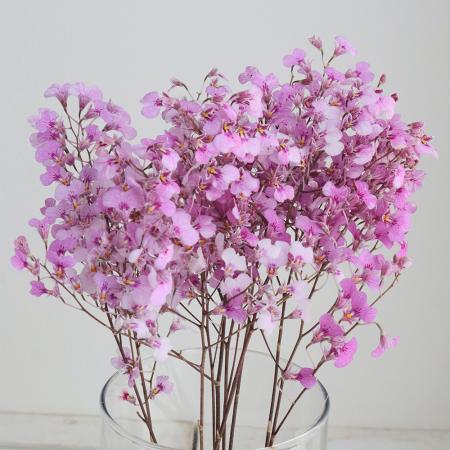 【生花】イオノシジューム　ももちゃん　大井川農協　40cm