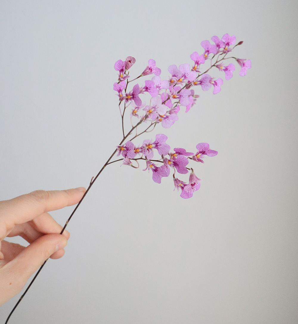 生花】イオノシジューム ももちゃん 大井川農協 40cm - 花材通販はなど