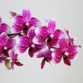 生花】ミディ胡蝶蘭 ミッキー(赤紫×白)約7輪 加藤洋ラン園【IT-21