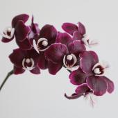 生花】ミディ胡蝶蘭 トゥインクル (黒紫×白)約6輪 加藤洋ラン園【IT-21