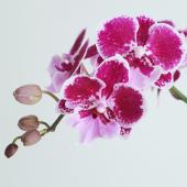 生花】ミディ胡蝶蘭 Dビックリップ(約7輪)紫ピンク複色 加藤洋ラン園