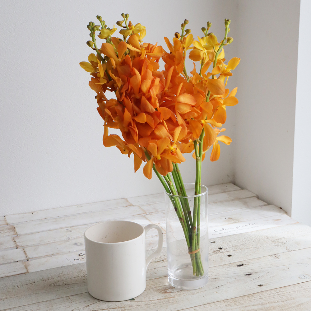 08直前FJ】モカラ バンクティンオレンジ 【生花】 - 花材通販はなどん