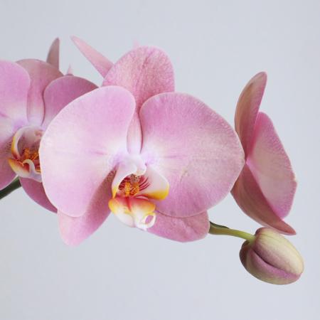 【生花】ミディ胡蝶蘭　ハニーピーチ(約5輪)　加藤洋ラン園【IT-21】