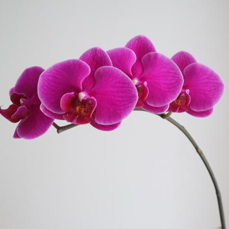 【生花】ミディ胡蝶蘭　チンアンダイヤモンド(約5輪)　加藤洋ラン園【IT-21】