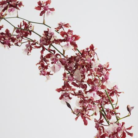 【08直前】輸入オンシジューム　シャーリーベイビーシロ　70cm程度【生花】