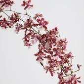 ※販売期間外※【08直前】輸入オンシジューム シャーリーベイビーシロ 70cm程度【生花】