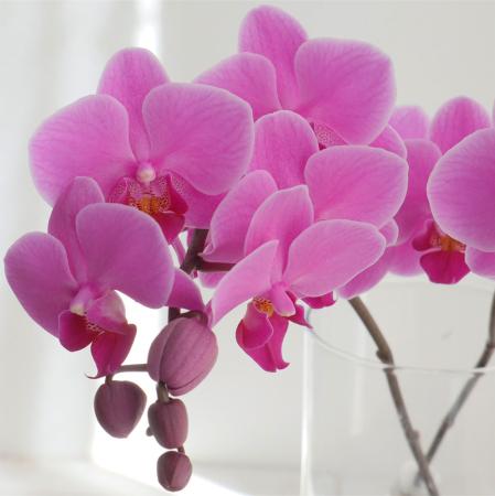【生花】ミディ胡蝶蘭　ウェディングプロムナード(濃いピンク)約7輪　加藤洋ラン園【IT-21】