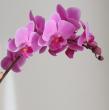 【生花】ミディ胡蝶蘭　ウェディングプロムナード(濃いピンク)約7輪　加藤洋ラン園【IT-21】