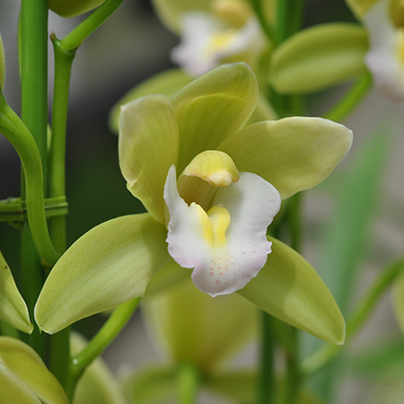【生花】テーブルシンビ　グリーン系 Sサイズ30-40cm)【早締切-71】石田蘭園