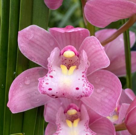 【生花】テーブルシンビ　ピンク系(Sサイズ30-40cm)【早締切-71】石田蘭園