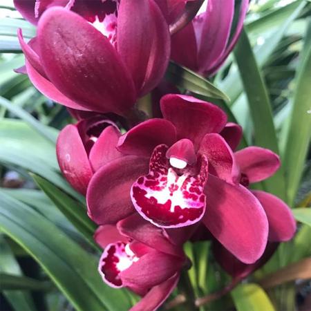 【生花】テーブルシンビ　赤系(Sサイズ30-40cm)【早締切-71】石田蘭園