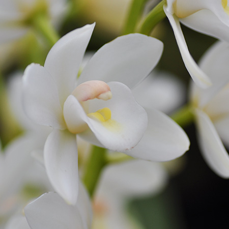 【生花】テーブルシンビ　ホワイト系(Sサイズ30-40cm)【早締切-71】石田蘭園