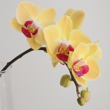【生花】ミディ胡蝶蘭　ゴールデンジェム6輪(黄色/赤リップ)　加藤洋ラン園【IT-21】