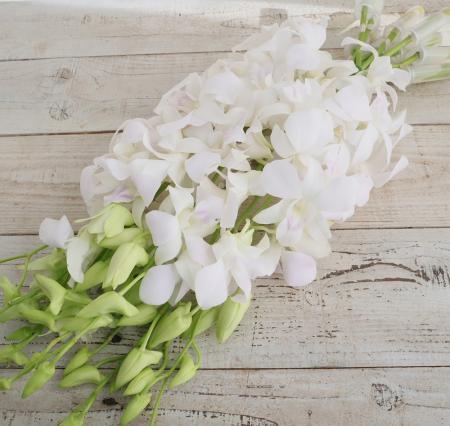 生花】輸入デンファレ サクラホワイト(白～ほんのりピンク) - 花材通販