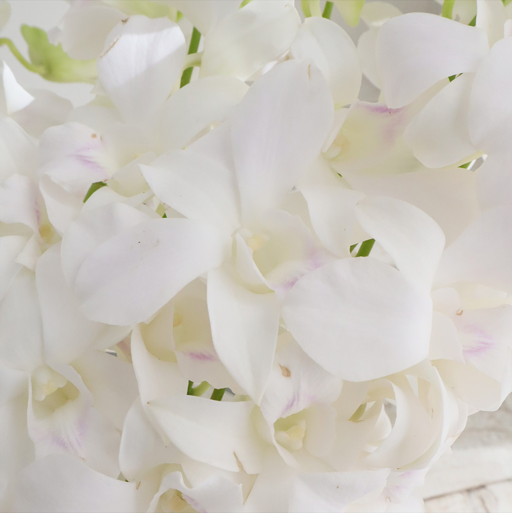 生花】輸入デンファレ サクラホワイト(白～ほんのりピンク) - 花材通販