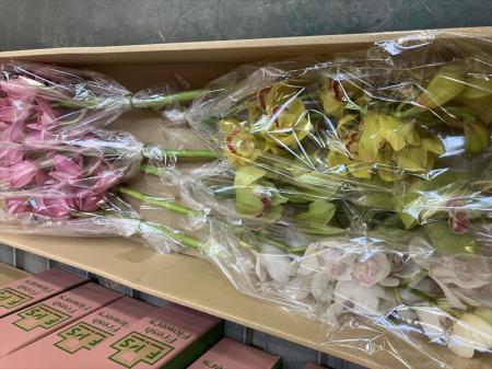 【生花】秋田ふるさとシンビジューム　1級(3〜4色ミックス)【FJ】