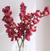 直前!!!】シンビジューム(赤〜エンジ系)L-2L品種おまかせ【生花】 - 花