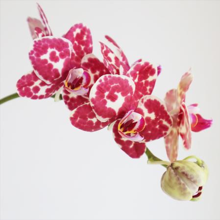 【直前!!】ミディ胡蝶蘭　レッドバリエンテ5輪(赤系ドット)　加藤洋ラン園【IT-21】