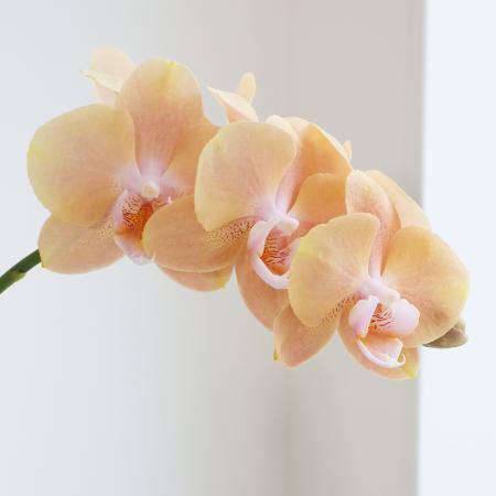 【生花】ミディ胡蝶蘭　ユングスイート6輪(クリームピンク)　加藤洋ラン園【IT-21】
