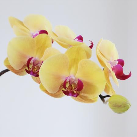 【生花】ミディ胡蝶蘭　ゴールデンビューティ5輪(黄色/赤リップ)　加藤洋ラン園【IT-21】