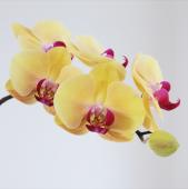 生花】ミディ胡蝶蘭 ゴールデンビューティ5輪(黄色/赤リップ) 加藤洋