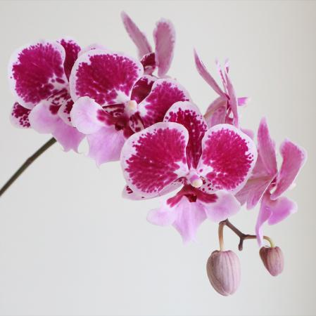 【直前!!】ミディ胡蝶蘭　ダークビックリップ6輪(紫系)　加藤洋ラン園【IT-21】