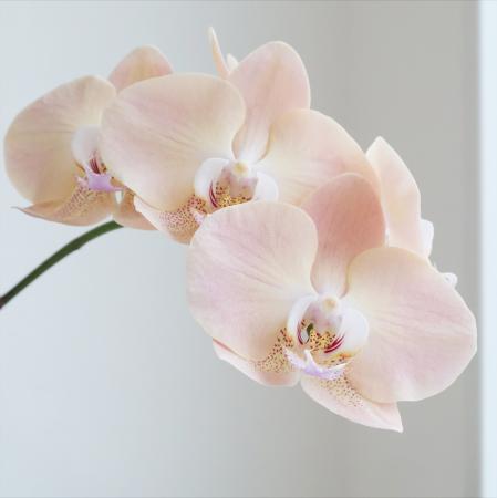 【生花】ミディ胡蝶蘭　アンティーク5輪(クリームピンク)　加藤洋ラン園【IT-21】