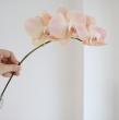 【生花】ミディ胡蝶蘭　アンティーク5輪(クリームピンク)　加藤洋ラン園【IT-21】