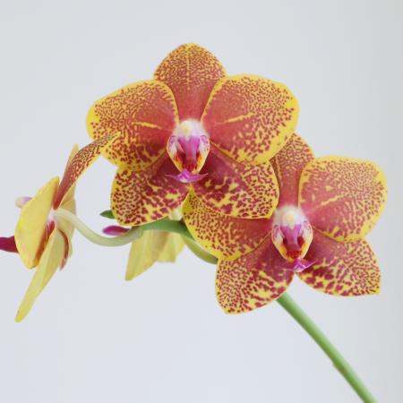 【直前!!】ミディ胡蝶蘭　トロピカーナ4輪(黄色系ドット)　加藤洋ラン園【IT-21】