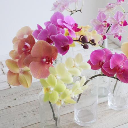 【生花】ミディ胡蝶蘭　おまかせカジュアルミックス　加藤洋ラン園【IT-21】