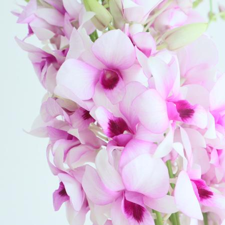 【08直前!】【生花】輸入デンファレ　アルビア(白紫複色)Lサイズ