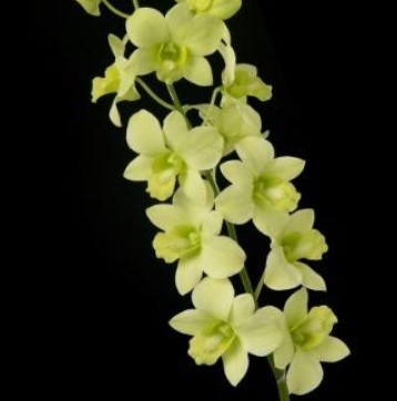 【08直前!】【生花】輸入デンファレ　サンダンスグリーン(緑)Lサイズ
