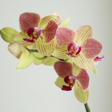 【生花】ミディ胡蝶蘭　ファンメイスイートイエロー(黄色×紫ストライプ)6輪　加藤洋ラン園【IT-21】