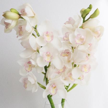 【生花】シンビジューム(白系※)L-2L【FJ】品種おまかせ