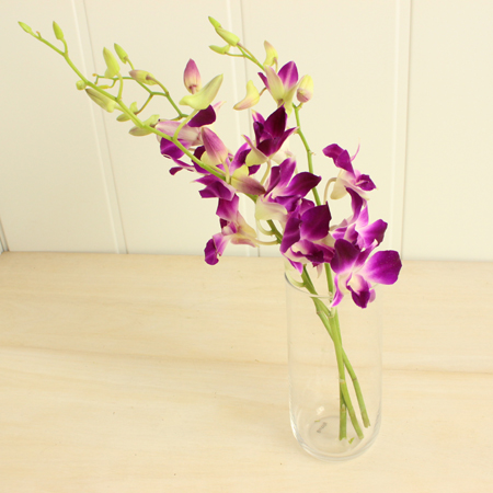 生花 デンファレ 濃ピンクmサイズ 8月お盆フェア 通販 はなどんやアソシエ 生花 デンファレ 濃ピンクmサイズ 8月お盆フェア 通販 はなどんやアソシエ