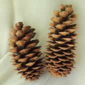 生花/予約】ジャイアントコーン(ケース18個入)巨大松ぼっくり【ケース