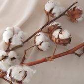 生花/予約】コットンフラワー(白)5ヘッド付 ※ドライ - 花材通販はなど