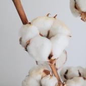 訳アリ!】即日☆【ドライ】J・flow/コットンフラワー(白)5ヘッド