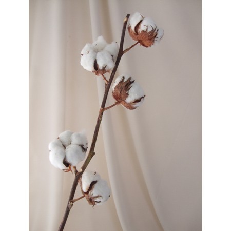 即日 ドライ J Flow コットンフラワー 白 8ヘッド付 通販 はなどんやアソシエ 即日 ドライ J Flow コットンフラワー 白 8ヘッド付 通販 はなどんやアソシエ