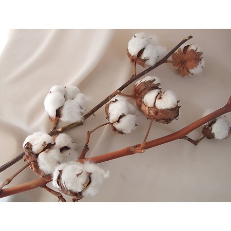 ドライ コットンフラワー 白 6ヘッド付 ケース割 通販 はなどんやアソシエ