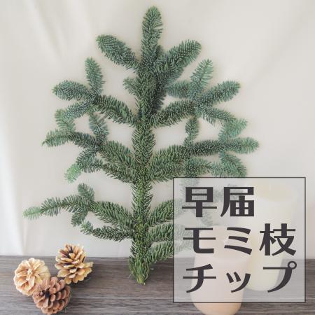 生花】モミ枝チップ (ケース単位約60本入)【空輸便】 - 花材通販はなど