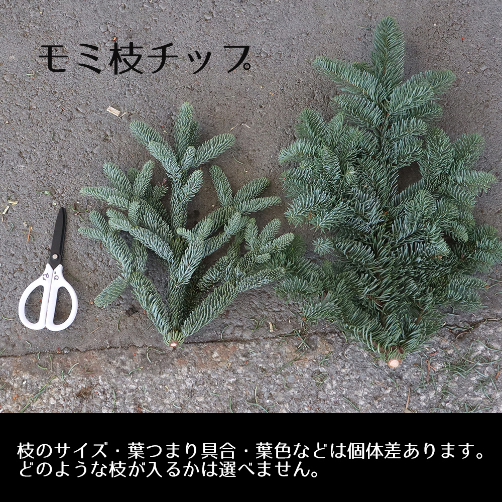 もみの木　枝　60cm規格箱 もみの木 枝 60cm規格箱 c060001m1b.jpg