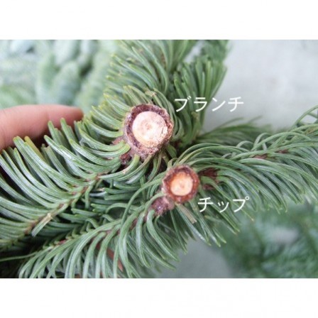 もみの木　枝　60cm規格箱 もみの木 (size：S-M) – casatree