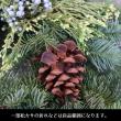 【生花/即納】ミックスリース(L)45cm　オレゴン産【空輸便】
