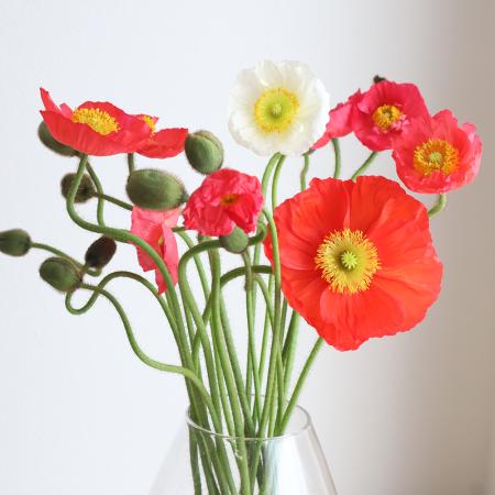 Flowerです 直前!】ポピー 束約15本程度 ※茎折れ保障対象外【生花】 - 花材